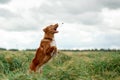 Nova Scotia Duck Tolling Retriever dog outdoors in wheat fields jumps.