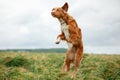 Nova Scotia Duck Tolling Retriever dog outdoors in wheat fields jumps.