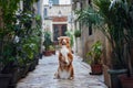 A Nova Scotia Duck Tolling Retriever dog performs a beg in a cobblestone alley