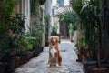 A Nova Scotia Duck Tolling Retriever dog performs a beg in a cobblestone alley