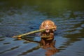 Nova Scotia Duck Tolling Retriever Dog plays in the water. Pet at the lake. Animal in nature Royalty Free Stock Photo