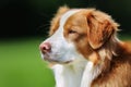 Nova Scotia Duck Tolling Retriever dog