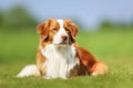 Nova Scotia Duck Tolling Retriever dog