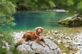 A Nova Scotia Duck Tolling Retriever dog on a rock by a crystal-clear river Royalty Free Stock Photo