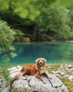 A Nova Scotia Duck Tolling Retriever dog on a rock by a crystal-clear river Royalty Free Stock Photo