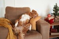 A Nova Scotia Duck Tolling Retriever dog sprawls on a couch