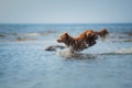 Nova Scotia Duck Tolling Retriever Dog in the water. Pet jumps into the sea. Royalty Free Stock Photo