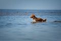 Nova Scotia Duck Tolling Retriever Dog in the water. Pet jumps into the sea. Royalty Free Stock Photo