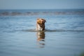 Nova Scotia Duck Tolling Retriever Dog in the water. Pet jumps into the sea. Royalty Free Stock Photo