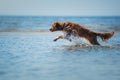 Nova Scotia Duck Tolling Retriever Dog in the water. Pet jumps into the sea. Royalty Free Stock Photo