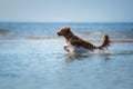 Nova Scotia Duck Tolling Retriever Dog in the water. Pet jumps into the sea. Royalty Free Stock Photo