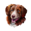 Nova Scotia duck tolling retriever dog watercolor portrait digital art. Poster with pet breed name, purebred showing teeth and