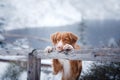 The Nova Scotia duck tolling Retriever dog in winter mountains