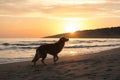 Nova Scotia Duck Tolling Retriever enjoys a sunset beach stroll. Dog Silhouetted