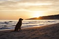 Nova Scotia Duck Tolling Retriever enjoys a sunset beach stroll. Dog Silhouetted