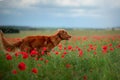 Nova Scotia Duck Tolling Retriever in a field of poppies. Dog playing in the flower meadow. Royalty Free Stock Photo