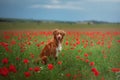 Nova Scotia Duck Tolling Retriever in a field of poppies. Dog playing in the flower meadow. Royalty Free Stock Photo