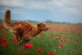 Nova Scotia Duck Tolling Retriever in a field of poppies. Dog playing in the flower meadow. Royalty Free Stock Photo