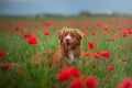 Nova Scotia Duck Tolling Retriever in a field of poppies. Dog playing in the flower meadow. Royalty Free Stock Photo