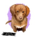 Nova Scotia duck tolling retriever puppy Canadian pet digital art Royalty Free Stock Photo