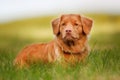 Nova Scotia Duck Tolling Retriever Royalty Free Stock Photo