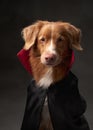 Nova Scotia Duck Tolling Retriever in studio. Halloween-themed shot of a dog wearing a black cloak with a red collar