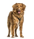 Nova Scotia Duck Tolling Retriever, Toller, standing against whi