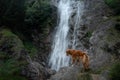 Nova Scotia Duck Tolling Retriever, Toller standing on a stone at the waterfall. dog near the water in nature. Pet Travel Royalty Free Stock Photo