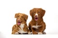 Nova Scotia Duck Tolling Retriever