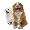 Nova scotia duck-tolling retriever, 6 years old, sitting in front of white background and Maltese 5 years old Royalty Free Stock Photo