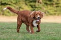 Nova Scotia Duck tolling Retriever