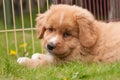 Nova Scotia Duck tolling Retriever