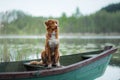 Nova Scotia Retriever, Toller in a boat on the lake. Travel with dog, trip