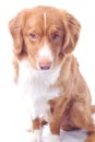 Nova Scotia toller Royalty Free Stock Photo