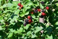 Novaci blackberries are red and tart fruits at first, purple and sweet when ripe