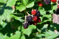 Novaci blackberries are red and tart fruits at first, purple and sweet when ripe