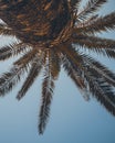 Novalja Croatia palm tree