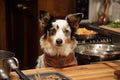 novel twist on traditional cooking show, with a dog in the starring role