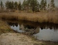 Wooden bridge, pine trees, swamp in november park