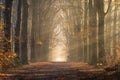Autumn lane in a foggy forest. Royalty Free Stock Photo