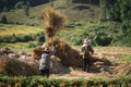 14 November 2020, Farmers rice grain threshing during harvest time in Chiang rai, Thailand Royalty Free Stock Photo