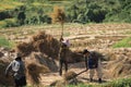 14 November 2020, Farmers rice grain threshing during harvest time in Chiang rai, Thailand Royalty Free Stock Photo