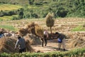 14 November 2020, Farmers rice grain threshing during harvest time in Chiang rai, Thailand Royalty Free Stock Photo