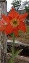 November flower with a bright orange color and a large crown that blooms in November