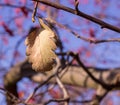 November leaves on a tree