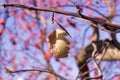 November leaves on a tree