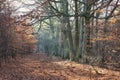 November morning in the forest, autumn landscape, sunny day Royalty Free Stock Photo