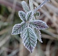 November morning frost on a blackberry bush leaf Royalty Free Stock Photo