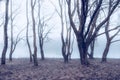 November morning landscape. Autumn foggy park with a lake and bare trees. Royalty Free Stock Photo