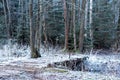 November morning landscape with frozen forest covered with rime. Gentle lighting of the rising sun, The onset of winter Royalty Free Stock Photo